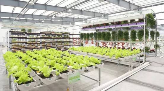 植物工厂走进生活 从农场到农厂，家庭蔬菜柜一键自给