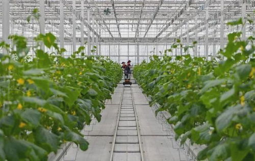 未来已来 青岛西海岸商品交易中心与植物工厂如何颠覆传统农业种植方式