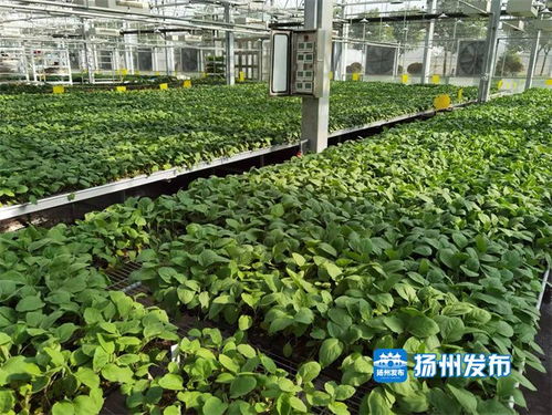 高科技赋能蔬菜种植 工厂化一年育出500万株致富苗