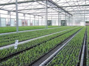 广东蔬菜农产品种植追溯系统定制 实现安全与信任的数字化革新