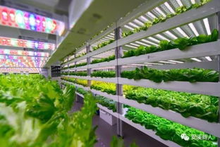 牛首富菜 从田间到国宴餐桌的绿色传奇——解析牛首批蔬菜强势登陆厦门会晤国宴背后}