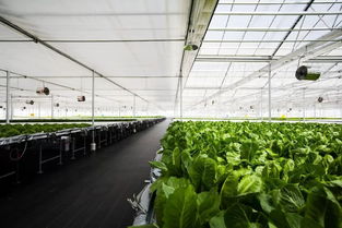 品控黑科技 央视财经频道《消费主张》探访京东植物工厂的蔬菜种植密码