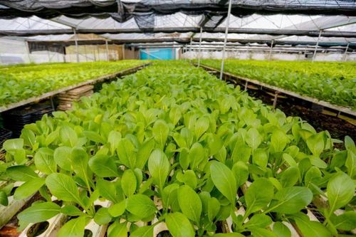 暑期1日独立营 探索无土栽培蔬菜工厂，体验育苗育种与蔬菜种植