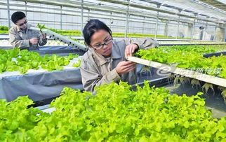 果蔬革命 工厂化无土栽培基地实现产量5倍跃升，农业未来源源不断