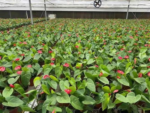 武汉实施蔬菜花卉种苗工厂生产标准化试点 助力蔬菜种植转型升级