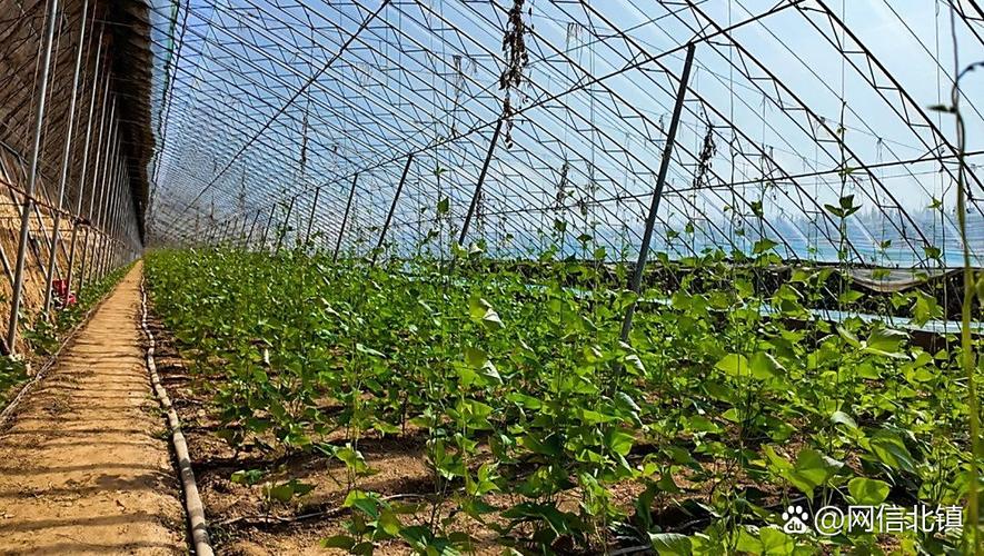 蔬菜照片大棚果蔬种植照片家庭温室蔬菜种植怎样画农村的大棚种植基地