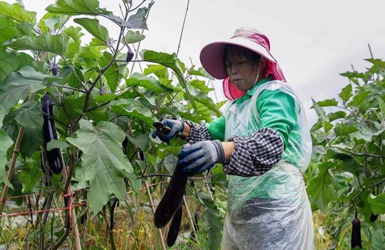 兴仁薏品田园街道:茄子丰收采收忙 蔬菜产业促增收