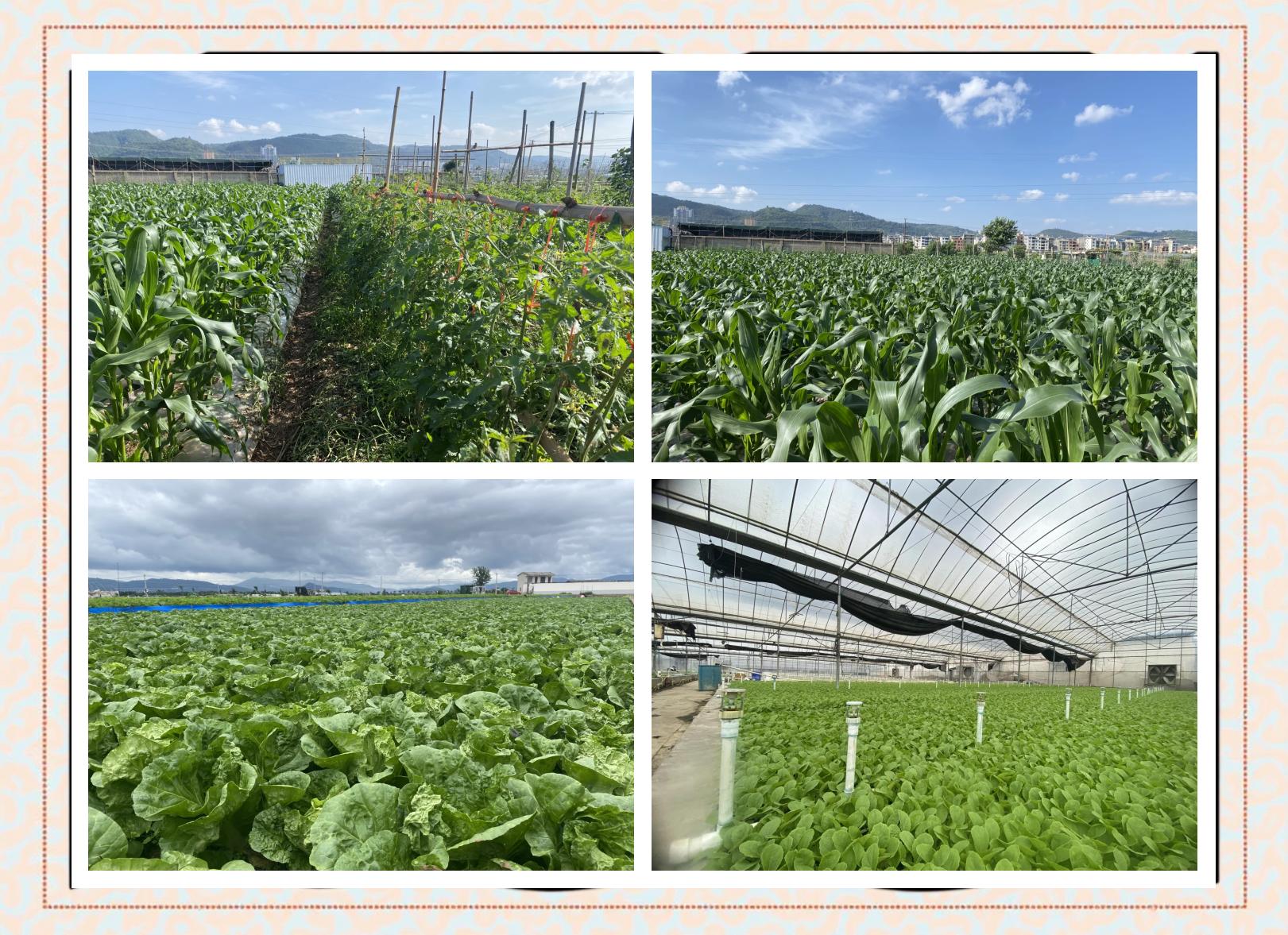 蔬菜种植基地封闭管理