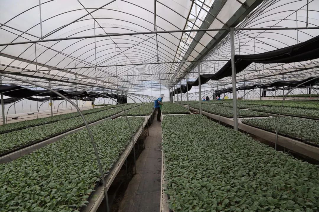 弥渡凭什么？一斤小番茄卖到30元，蔬菜种苗走出国门
