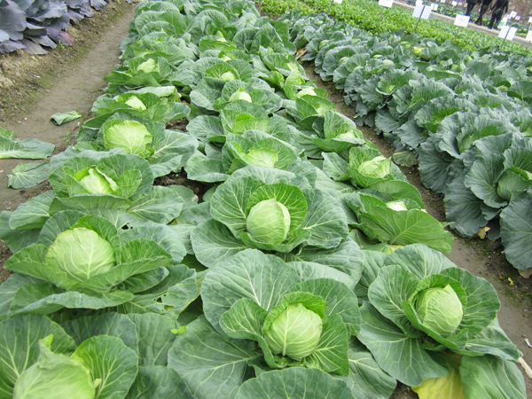 甘蓝怎么种?甘蓝种植技术与管理法