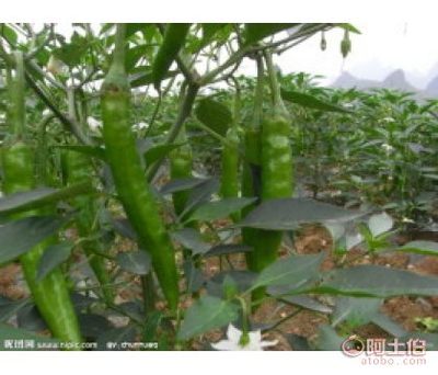 【辣椒批发。辣椒蔬菜种植辣椒】故城县西孟西瓜种植专业合作社 - 产品库